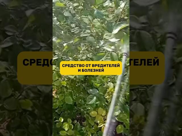 Средство для любых растений #огород #вредители #рассада #паразиты