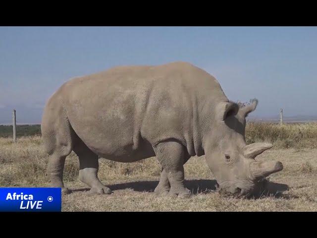 Plans to use IVF to save critically endangered species in Kenya