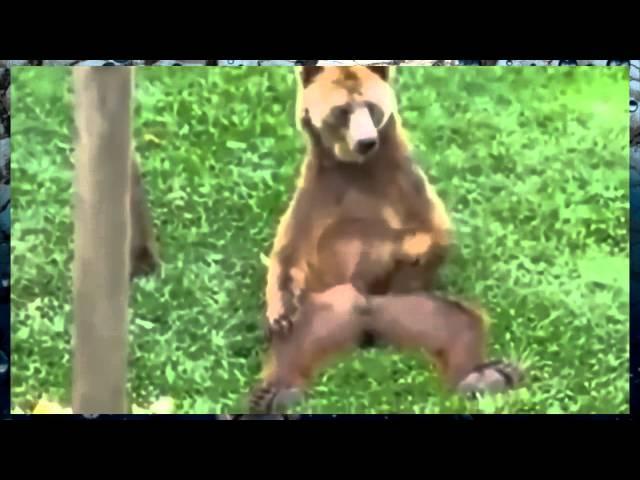 Смешные животные! Приколы с животными  приколы про животных! Funny animals! Fun with animals