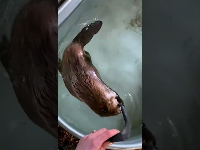 This woman rescued a weak beaver and brought it home to nurture #animalshorts #animalrescue