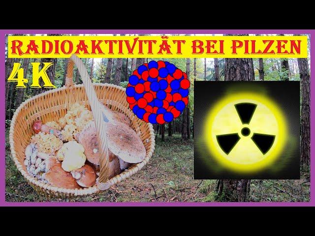 Pilze - Strahlende Todesquelle oder bedenkenloser Genuss?  Radioaktive Kontamination von Pilzen - 4K