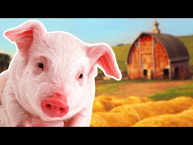 Pigs for Kids | Year of the Pig 2019 | Wild Animals