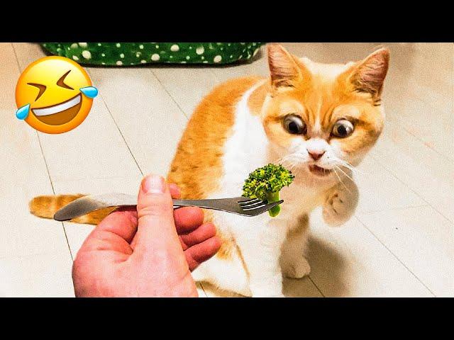 Funny Cat And Dog Videos  - Cutest Animal Videos 2024  