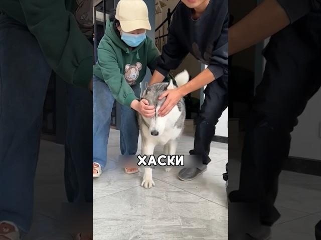 Хаски сделали неожиданный подарок #shorts