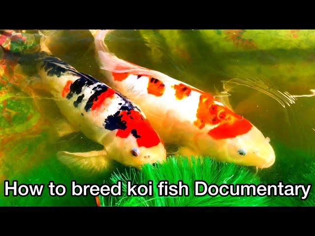 Koi breeding project success! How to breed koi fish