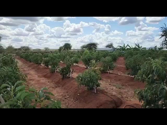 Avocado trees in Kajiado, Kenya one year after the button drip irrigation system by Grekkon Limited