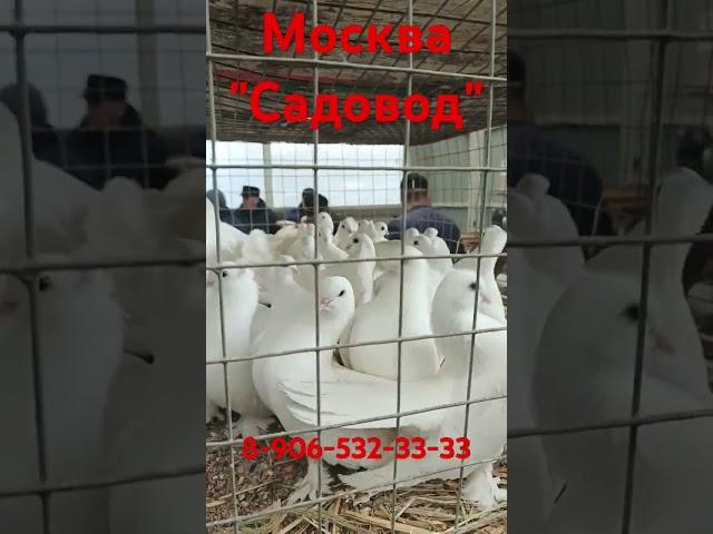03.05.25 Голуби. Москва