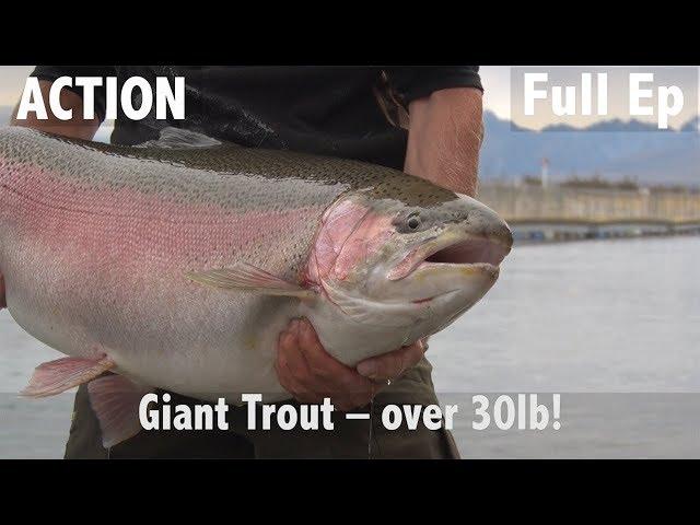 Giant Trout - Over 30lb