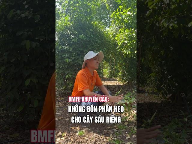 Khuyến cáo bà con không nên Bón phân HEO cho cây sầu riêng #bmfe #saurieng #bmfecorp
