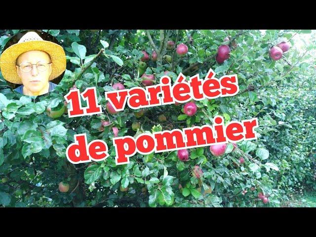 11 Variétés de Pommiers pour tout type de jardin