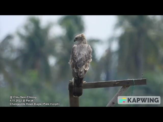 Changeable Hawk-Eagle (Pale morph) @ Chiu S C 2804