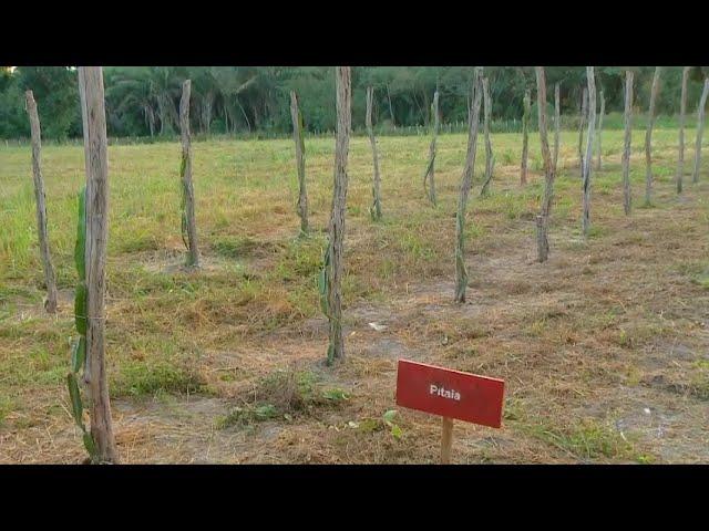 Pesquisas de campo da Ufpi geram tecnologias na fruticultura