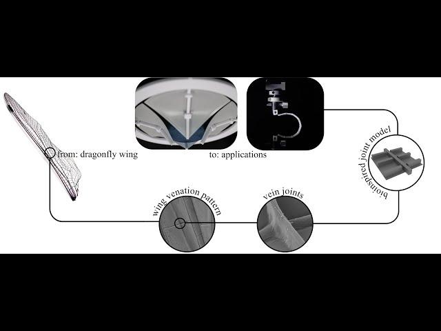 Bioinspired compliant joints for passive-automatic adaptability