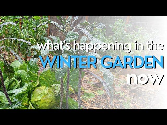 The Winter Garden in the Pacific Northwest