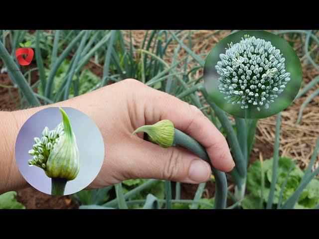 What to do when your red onion blooms? This is the best solution!