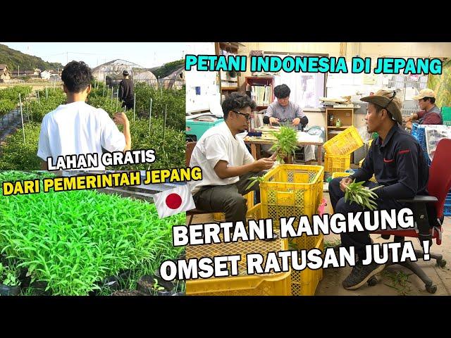 BERTANI KANGKUNG DI JEPANG ! OMSET RATUSAN JUTA ! LAHAN GRATIS DARI NEGARA JEPANG !