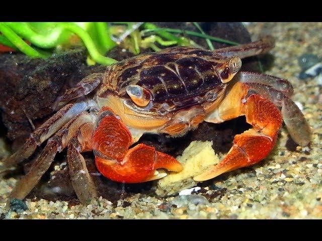 Naked Red Clawed Crabs Fight for Food!