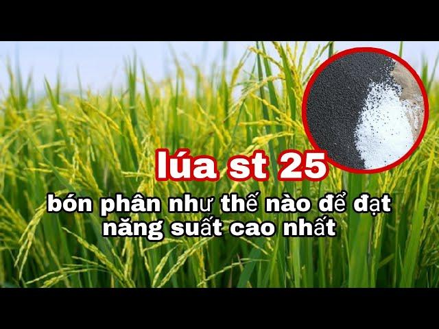 Lúa st 25 - Kỹ thuật bón phân giúp lúa đạt năng suất tối đa | lê chung vlog