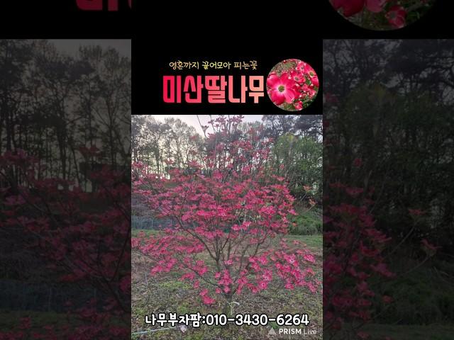 영.끌.피 미산딸나무 #shorts #미산딸나무 #나무부자팜