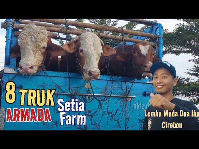 8 TRUK Sapi Monster Lembu Muda Doa Ibu Cirebon Turun Dari Armada Setia Farm