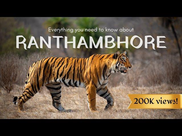 7 Reasons why RANTHAMBHORE is the best park in India for Tiger Safaris