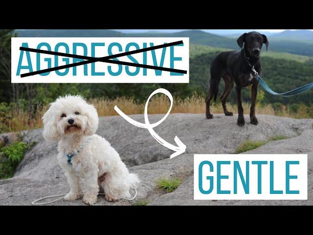 REACTIVE MALTIPOO SPENDS 6 DAYS W/ ANOTHER DOG! How Rosco's Behavior Changed Aggressive to Playful