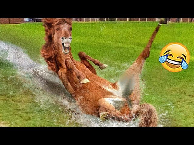 Try Not To Laugh - Funniest Animals Ever 2023  | Pets Island