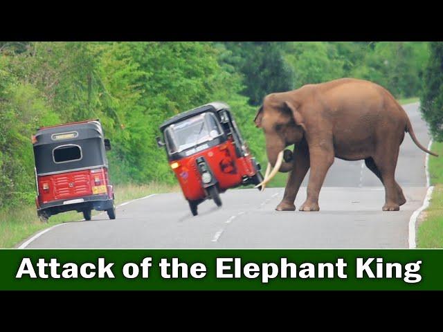 Attack of the Elephant King | हाथी राजा का हमला