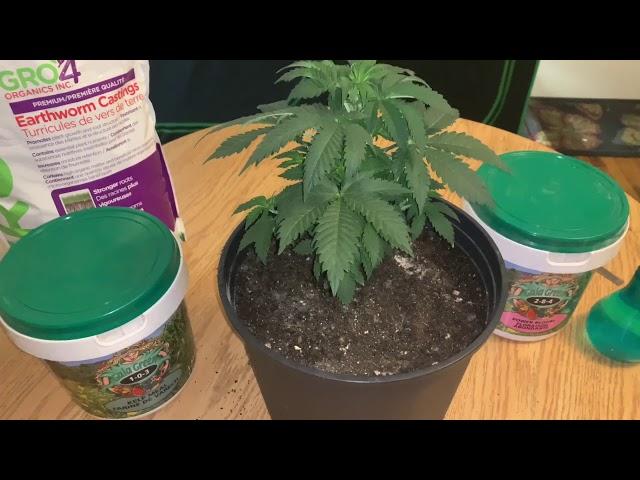 Gaia Green Organic Nutrients “TOP DRESSING”(Pink Kush) Week 4 Veg