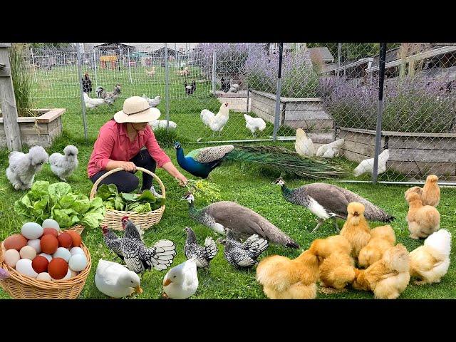 Essential Steps for Organic Chicken Raising: From Chicks to Eggs. Garden Harvest. Cook Healthy Meal