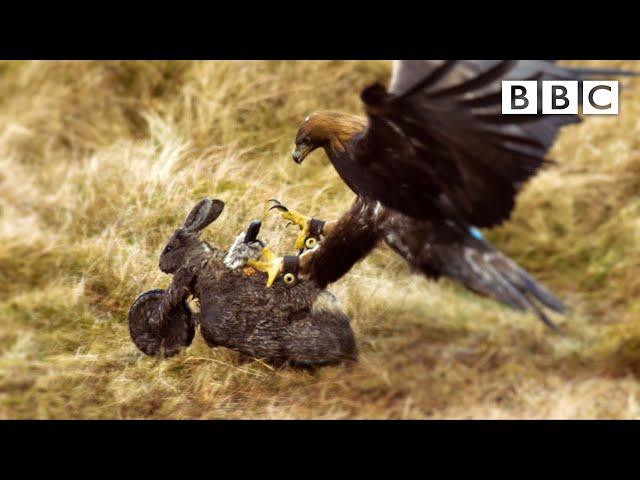 We used a "robo-hare" to analyse an eagle's ATTACK! | Natural World - BBC