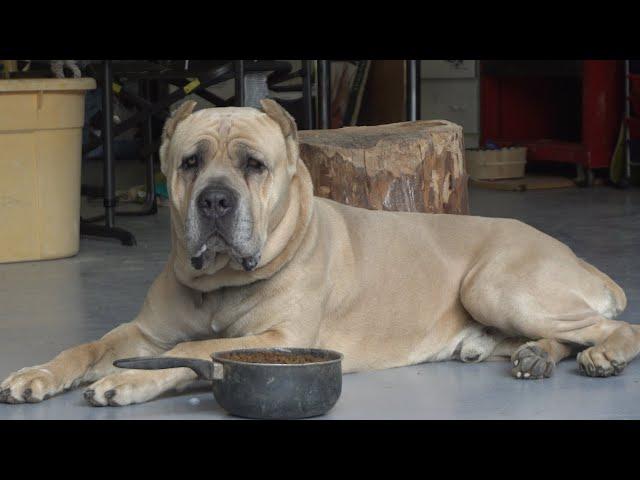 Cane Corso Eats : My dogs food Aggression update