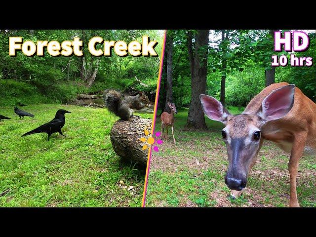 Entertain your pets with a Forest Stream featuring Squirrels, Crows and Deer | 10-Hour Cat & Dog TV