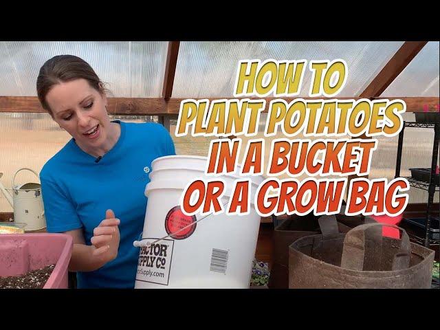 How to Plant Potatoes in a Bucket or a Grow Bag