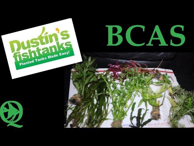 Aquatic Plants From Dustins Fishtanks Unboxing