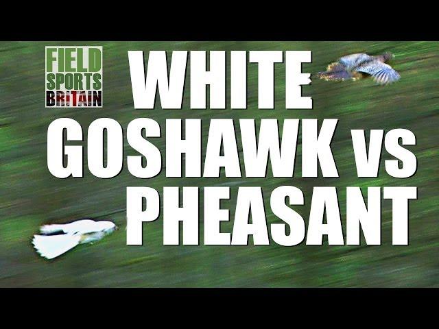 Fieldsports Britain - White Goshawk vs Pheasant - fast action