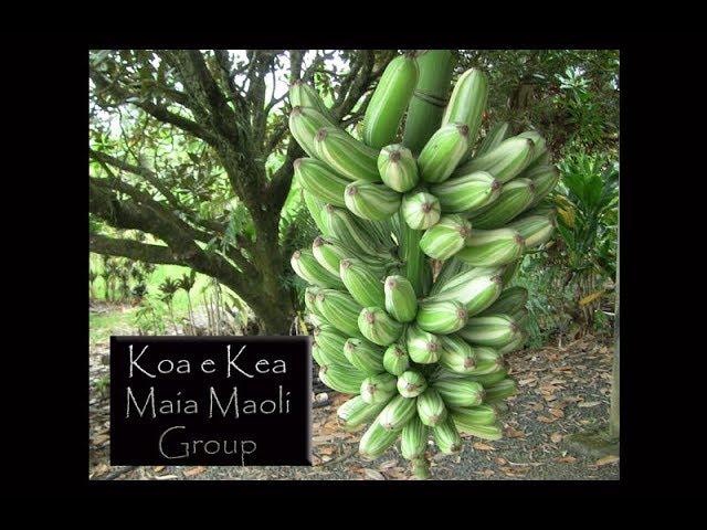 Growing Bananas in Hawaii