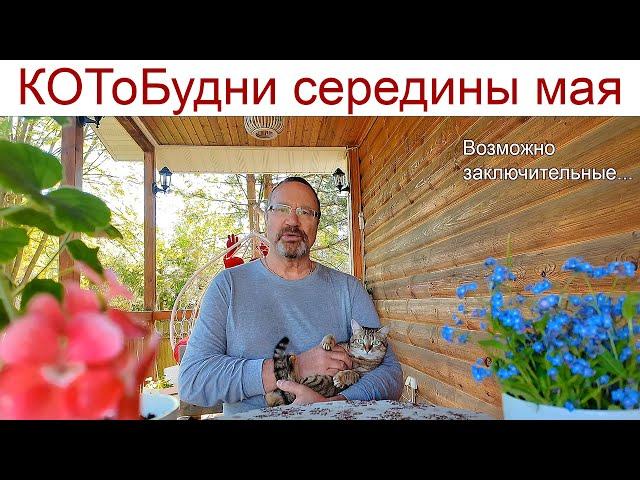 Как скрипач без пальцев или КОТоБудни середины мая и возможно последние... (13 - 21.05.2025г)