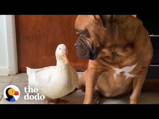 The Happiest, Cuddliest Duck Ever Is Obsessed With A Giant Dog | The Dodo