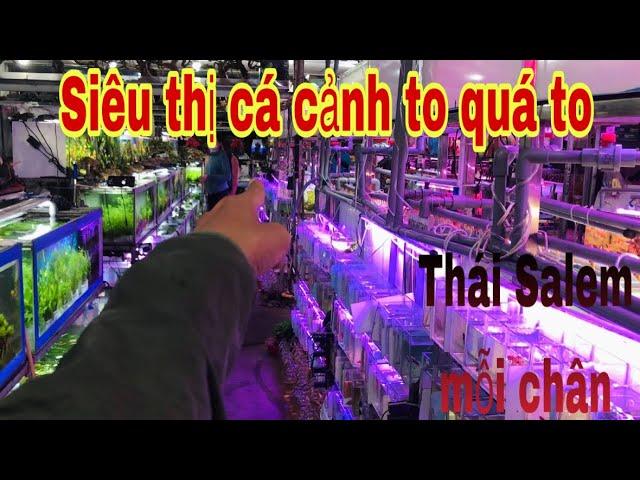 Siêu thị cá cảnh lớn nhất đường Trường Chinh TPHCM-Thái Salem mỗi cái chân