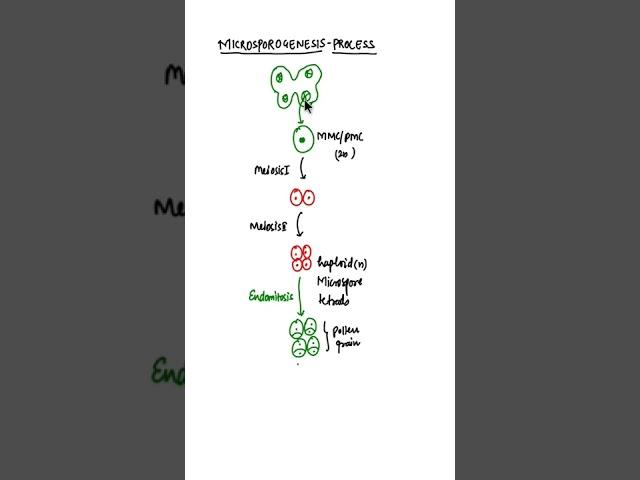 Microsporogenesis/Class 12 Microsporogenesis #shorts #microsporogenesis