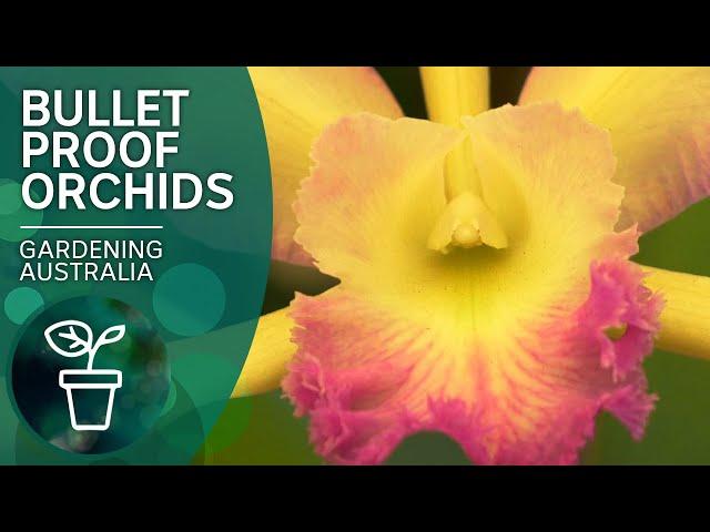 Top tips for orchid success | Indoor plants | Gardening Australia