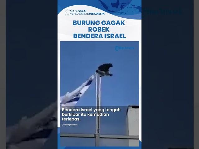 Heboh Video Viral Burung Gagak Berusaha Patuk dan Robek Bendera Israel yang Berkibar hingga Lepas