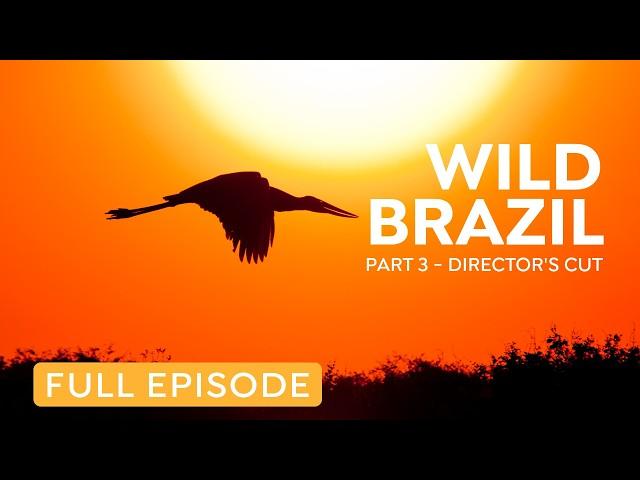 Brazil's Pantanal: Wildlife of the Tropical Wetlands | Nature Documentary