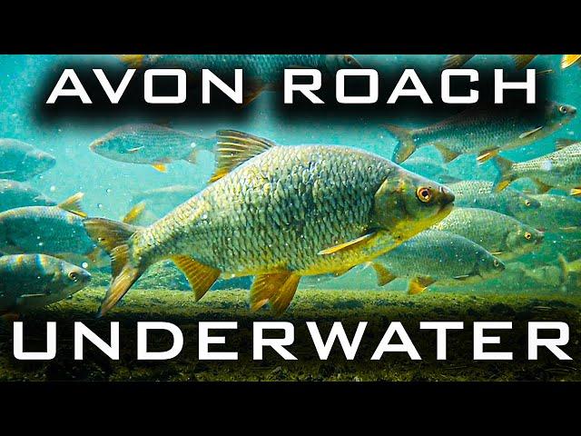 Roach Fishing on the Hampshire Avon | Trevor Harrop | Above and Below the Surface