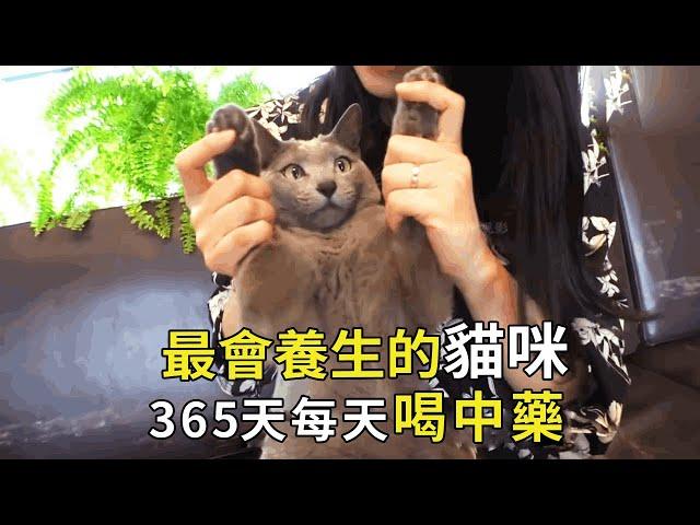 The most healthy cat! 365 days a year to drink traditional Chinese medicine smoked moxibustion  cat