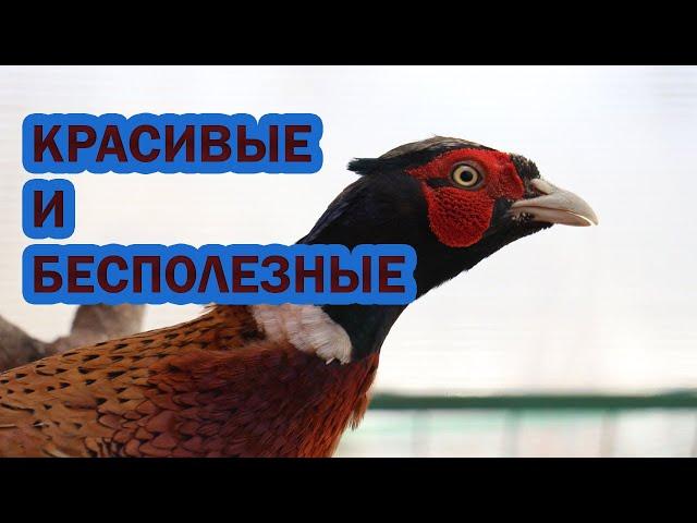 Разведение ФАЗАНОВ. Красивые и бесполезные птицы для подворья.