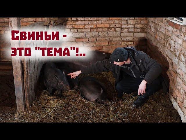 Этих свиней держать выгодно!//Центнер живого веса!..