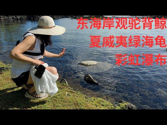 东海岸观驼背鲸 绿海龟 彩虹瀑布 夏威夷大岛第五天 2024Nov25