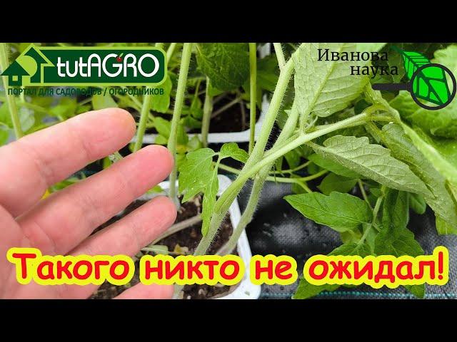 ШОК! СОБРАЛСЯ ВЫСАЖИВАТЬ ТОМАТЫ В ОТКРЫТЫЙ ГРУНТ И УВИЕЛ ТАКОЕ!...